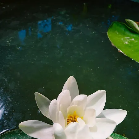 Panzió Layla Gocek Adults Only 4*